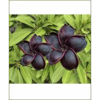 Black Plumeria Plant
